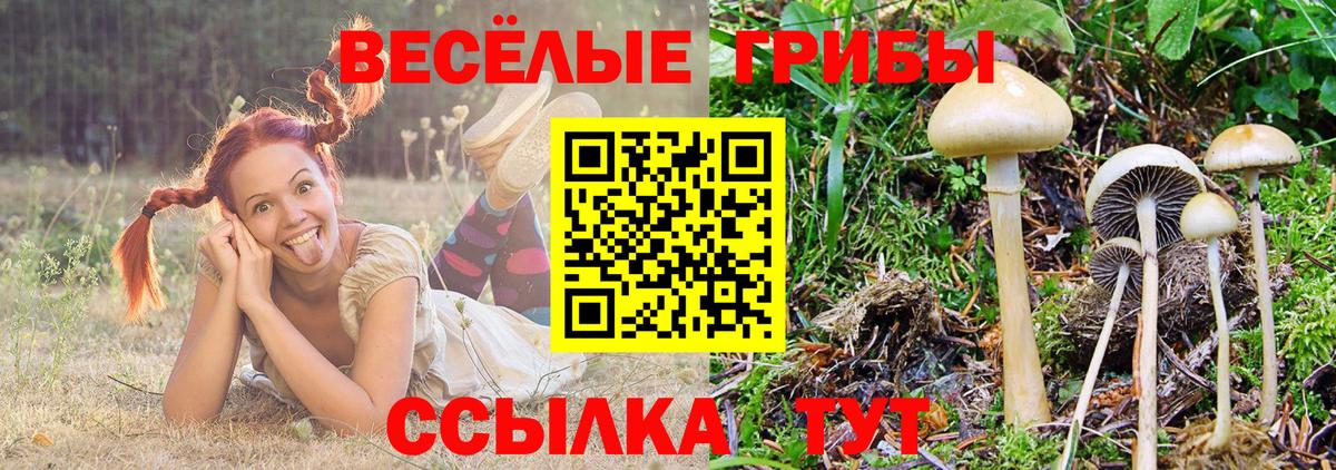 Псилоцибиновые грибы Cubensis Киржач